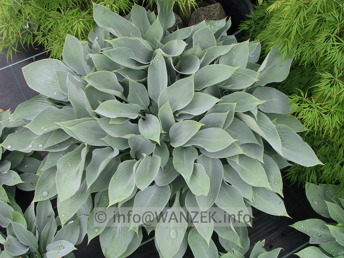 Hosta fortunei Spinners Selection 01.jpg
